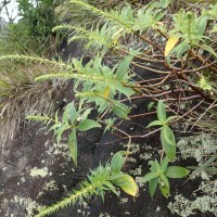Gonostegia pentandra var. wightii (Benn.) Pull. & Karupp.